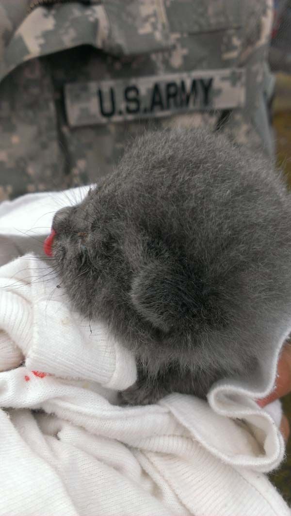 アメリカ陸軍の熱い救出任務が話題になる写真