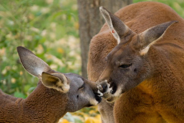 可愛い動物たちが仲良くキスしている写真