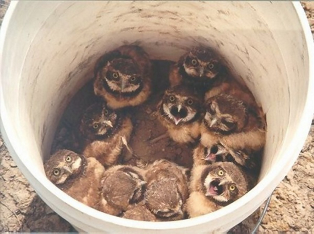 イケメンなうえ愛嬌のあるフクロウの写真