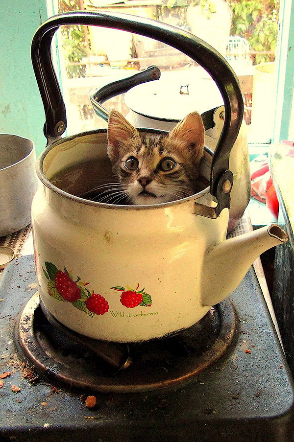 まるで液体のようなネコの写真