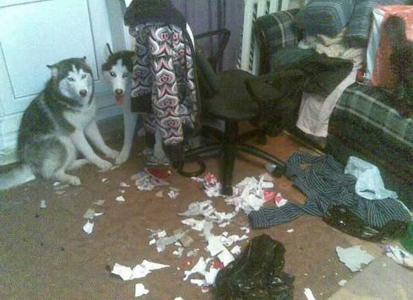 シベンリアン・ハスキー犬はイタズラがお好き♪の写真