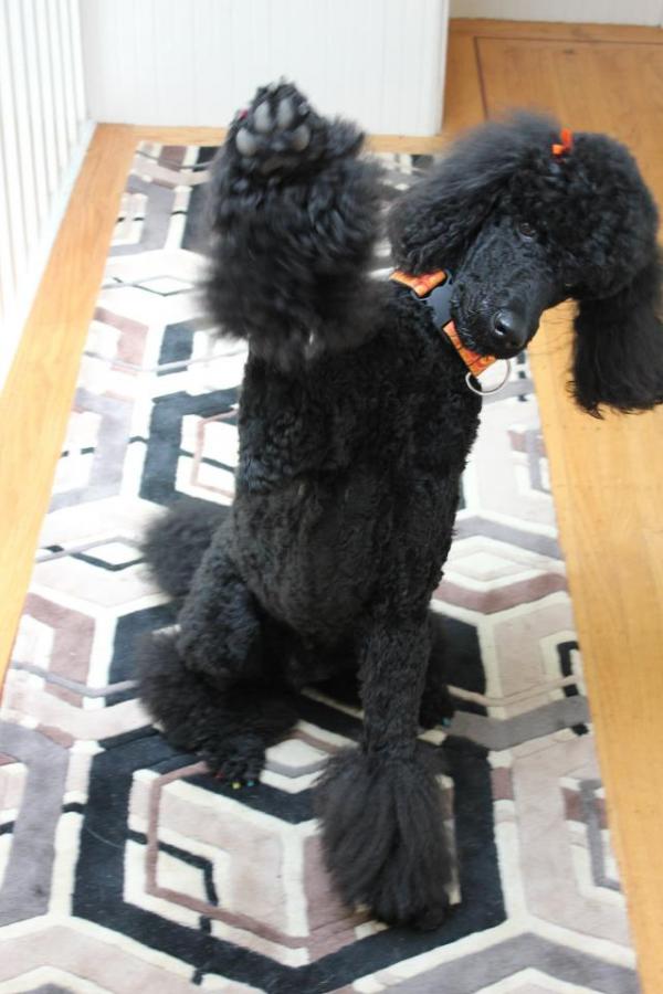 動物たちの「ハイタッチ」が可愛すぎる写真