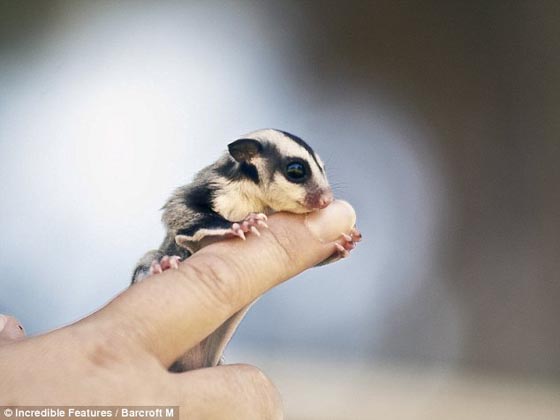 手乗り動物や虫たちが可愛い写真