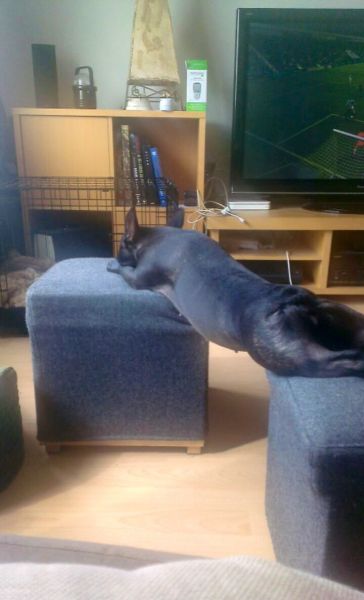 もう可愛すぎて何と言って良いのか分からない動物