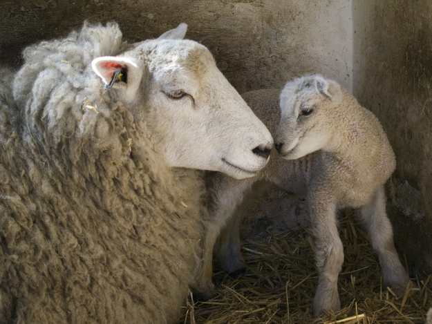 可愛い動物たちが仲良くキスしている写真