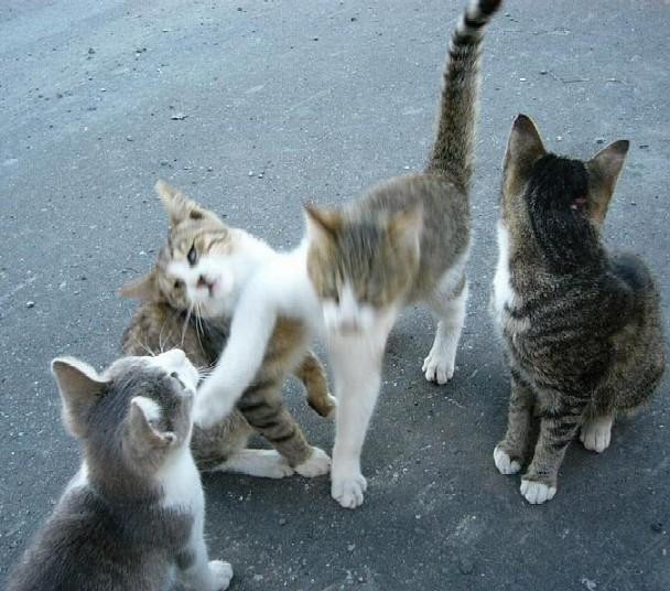 可愛すぎる猫たちの写真