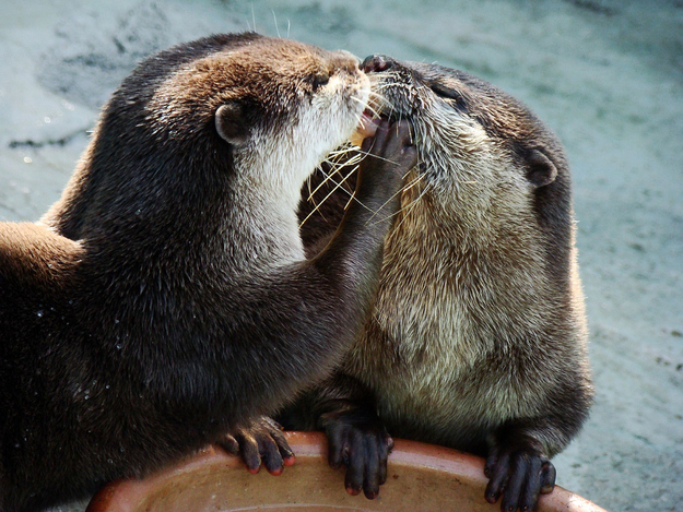 可愛い動物たちが仲良くキスしている写真