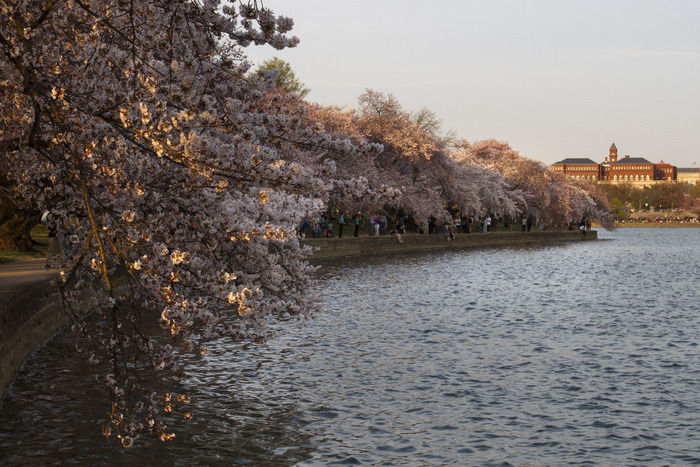 世界に咲く桜 