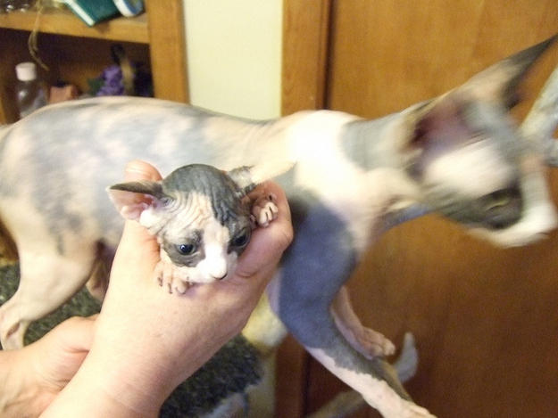 毛のない猫も結構可愛い写真