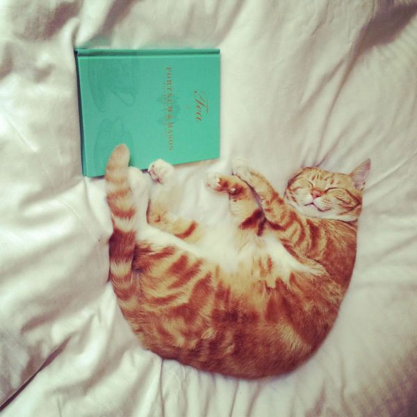 癒しの可愛い動物の画像