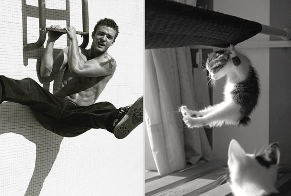 どっちが好き？同じようなポーズのイケメンと猫の比較画像