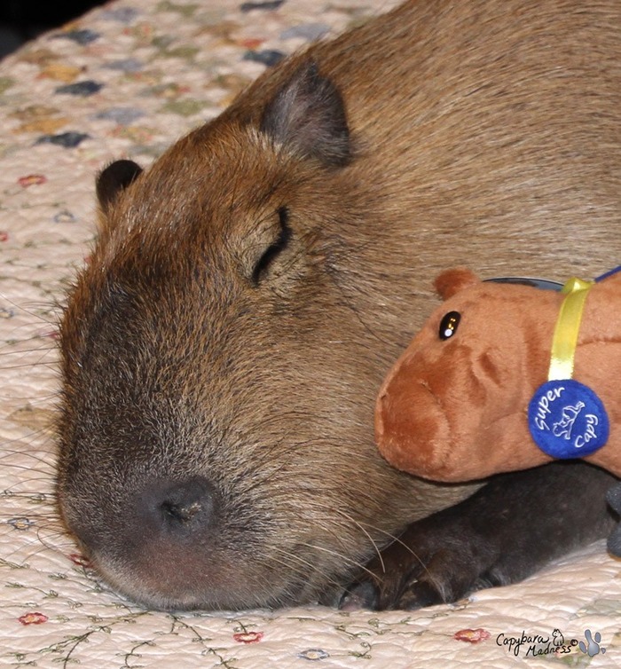 ペットのカピバラさん