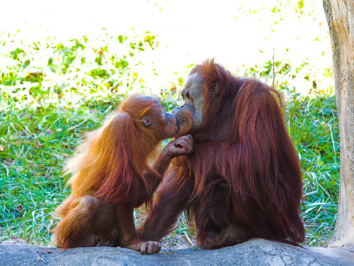 可愛い動物たちが仲良くキスしている写真