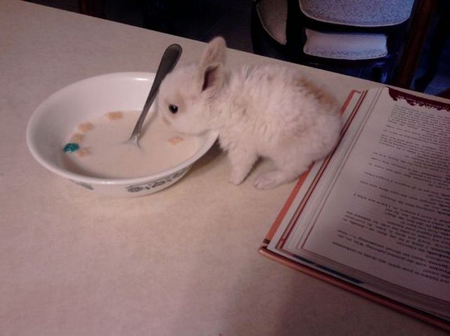 癒しの動物たちの写真