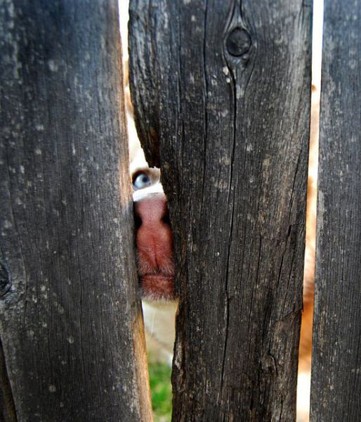 猫や犬の視線を感じる画像