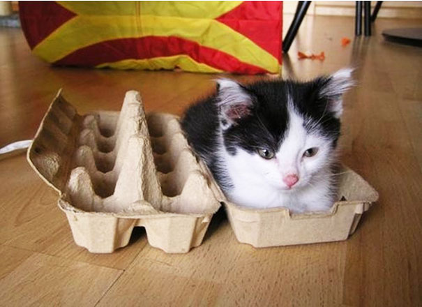 どんな隙間にもフィットしてしまう猫の写真