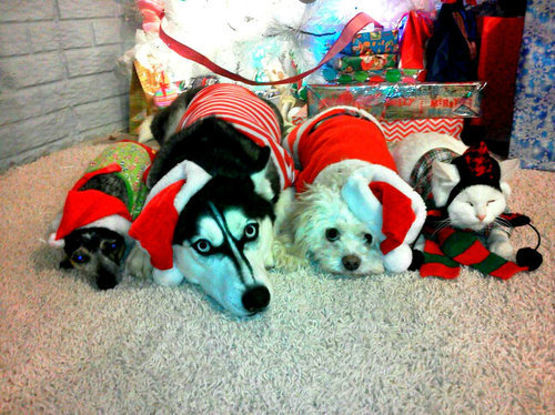 ちょっと笑えるクリスマスの写真