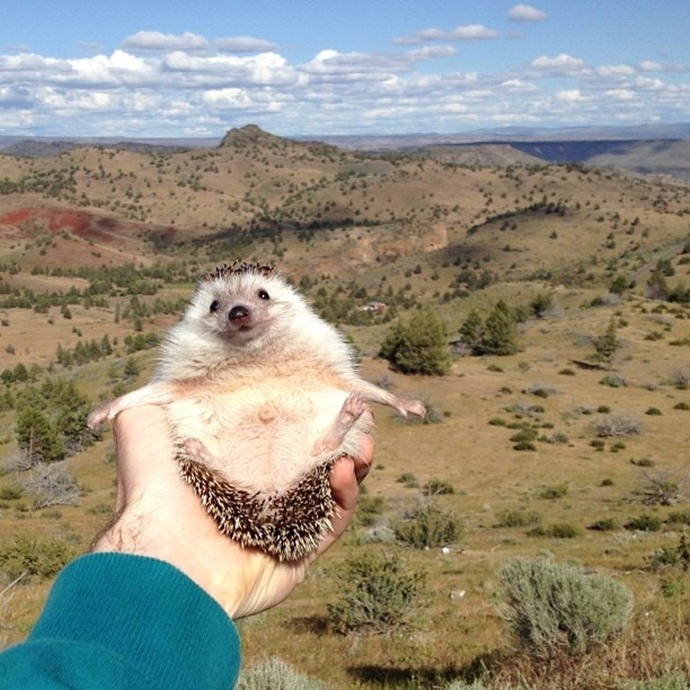 かわいいハリネズミには旅をさせる写真