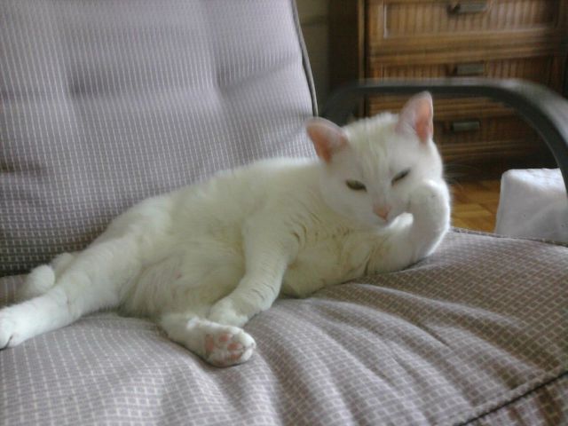 癒しの可愛い動物画像