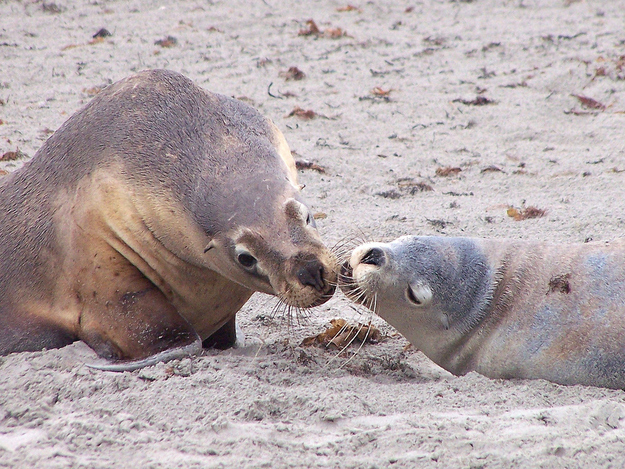 可愛い動物たちが仲良くキスしている写真