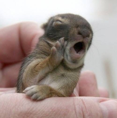 かわいい動物たちが手を振って「バイバイ」の動作する写真