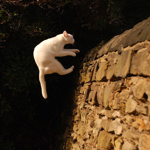 空中を楽しく飛行する猫たちの写真