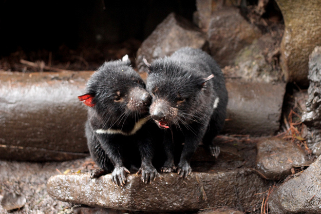 可愛い動物たちが仲良くキスしている写真