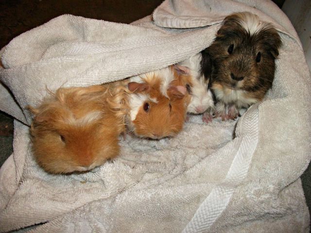 癒しの動物たちの写真