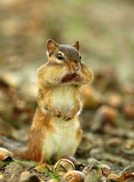 食欲のとどまるところを知らないシマリス