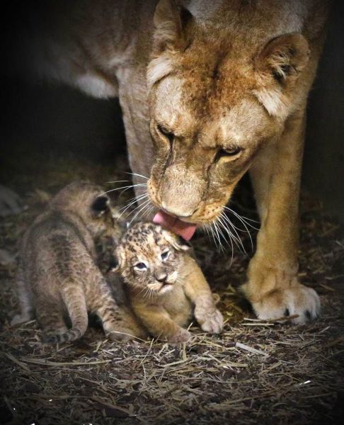 キュン死しちゃいそうな可愛い動物の写真