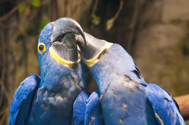 可愛い動物たちが仲良くキスしている写真