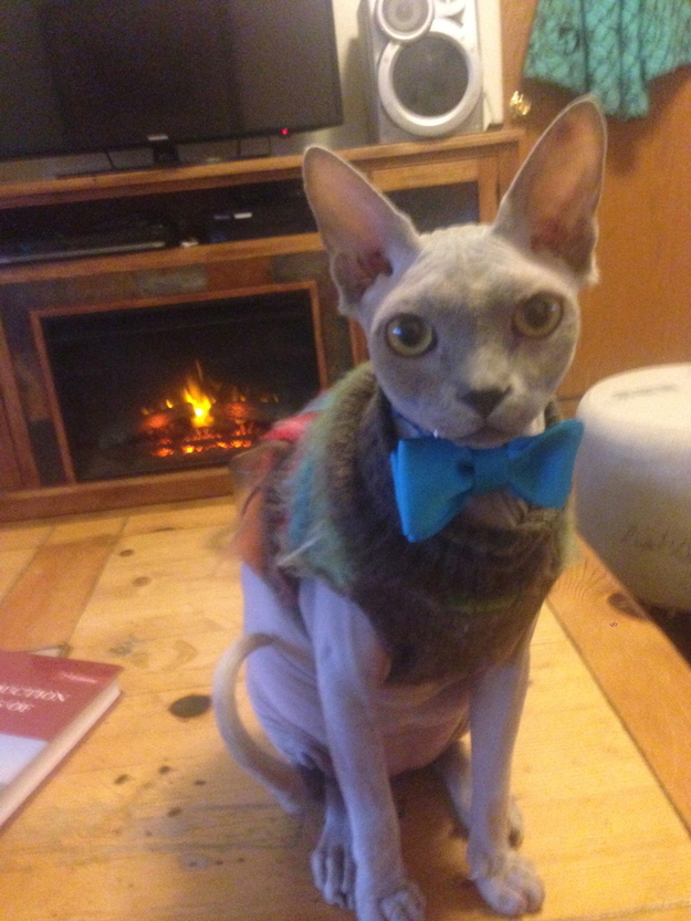 毛のない猫も結構可愛い写真