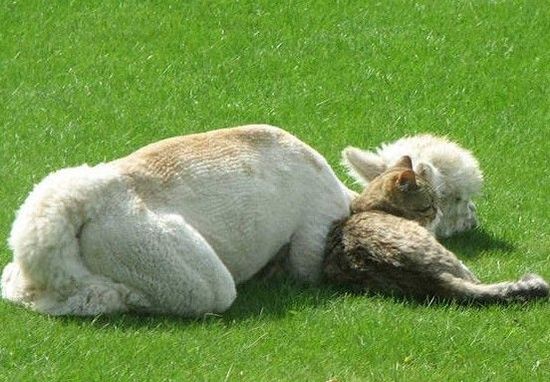 仲良しすぎるアルパカと猫が可愛すぎる写真