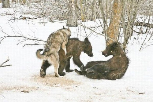 違う種類の動物が仲よくしている可愛い写真