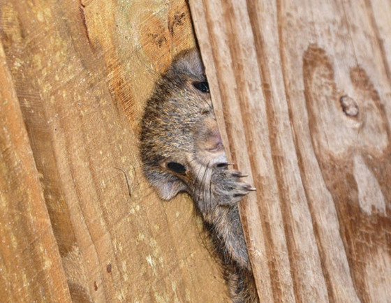 動物に影からじーっと観察されている写真