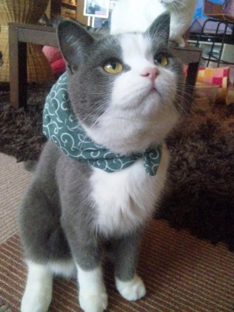 本当に可愛い猫の写真