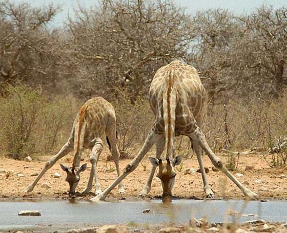 癒される動物の親子写真