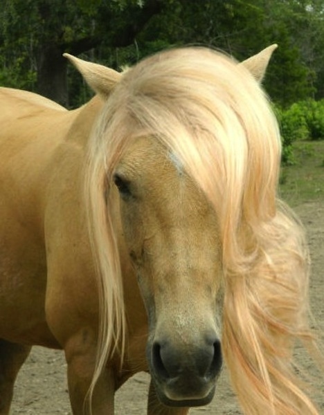 お前らよりもサラサラヘアの馬の写真