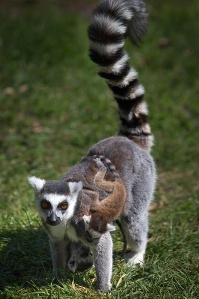 キュン死しちゃいそうな可愛い動物の写真