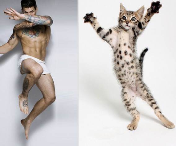 どっちが好き？同じようなポーズのイケメンと猫の比較画像