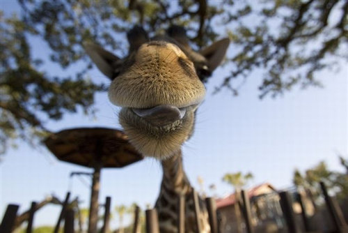 正面ドアップな動物たちの写真