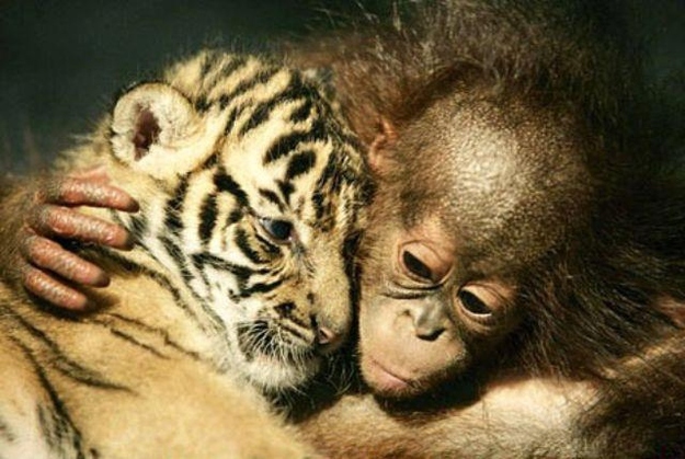 羨ましいくらいに仲のいい動物画像