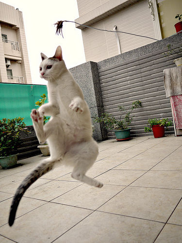 空中を楽しく飛行する猫たちの写真