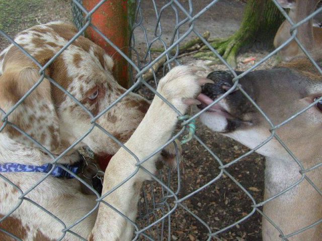 なんで動物ってこんなに可愛いんだろと思える写真