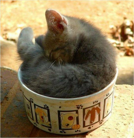 まるで液体のようなネコの写真