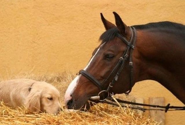 たまらないほど可愛い動物の写真