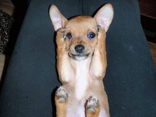 何かにおびえるキュートな動物たちの写真