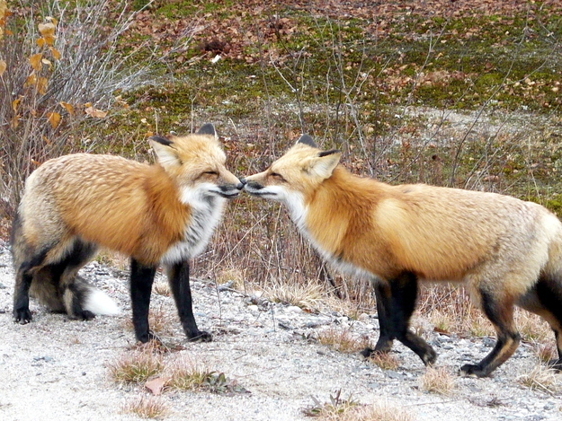 可愛い動物たちが仲良くキスしている写真