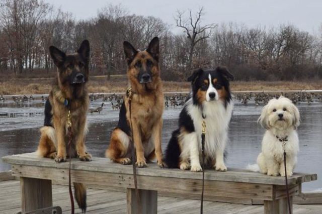 本当に可愛い表情をした動物たちの写真