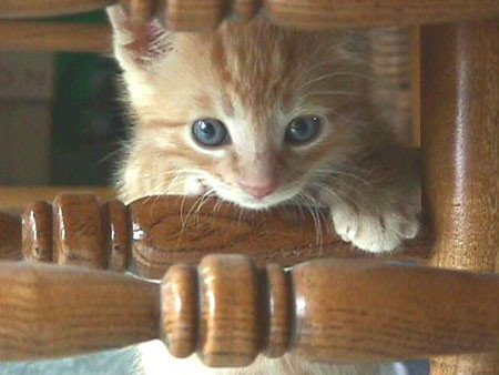 本当に可愛い猫の写真